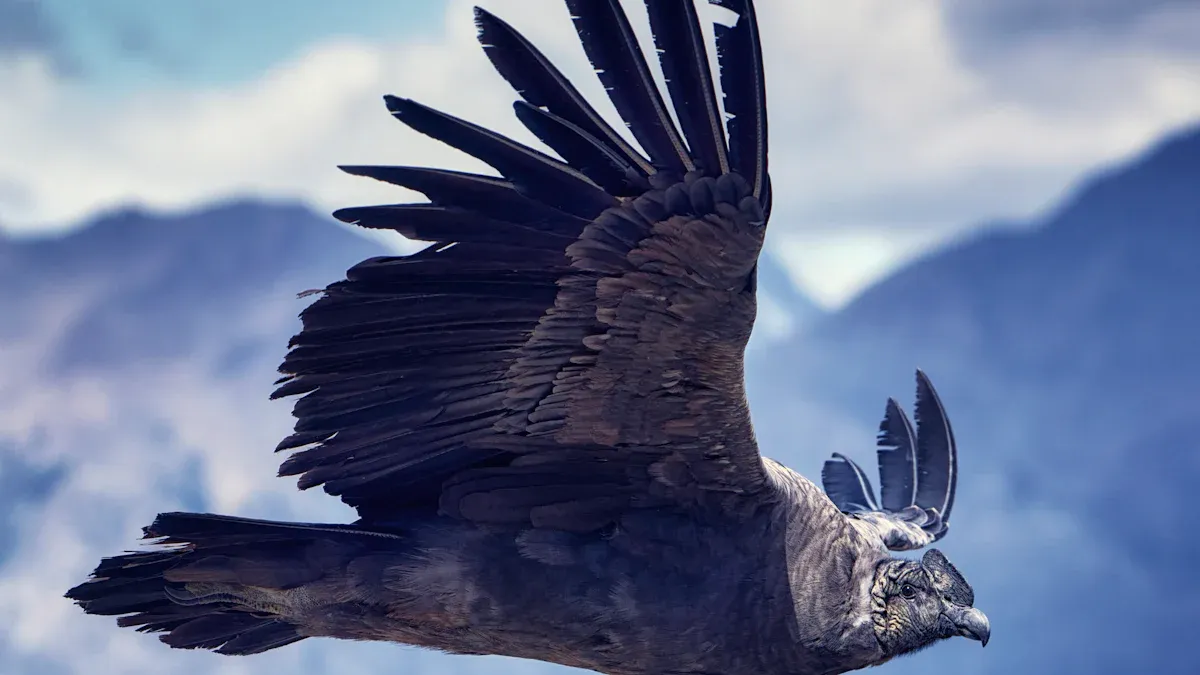 Avian Species of High Altitudes and Alpine Regions