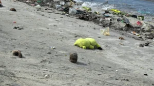 How Much Plastic Do Turtles Eat Each Year?