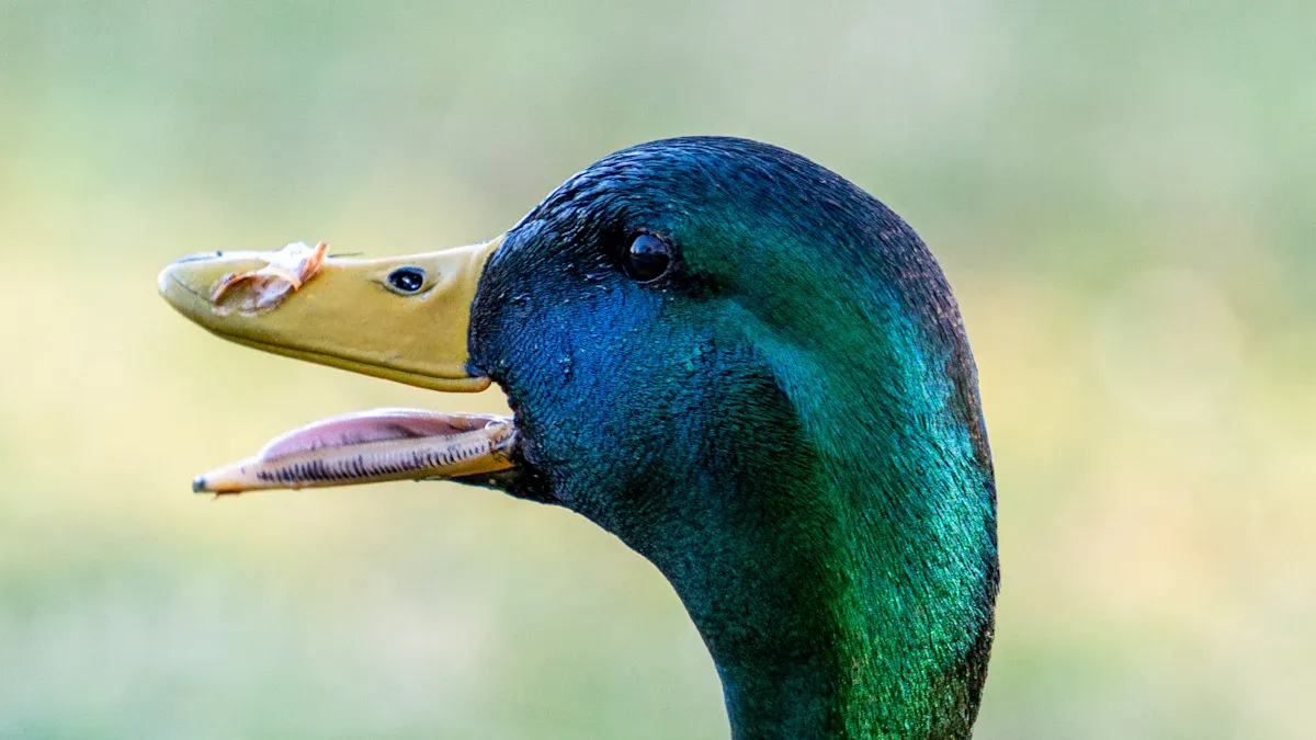 Head and Bill Differences