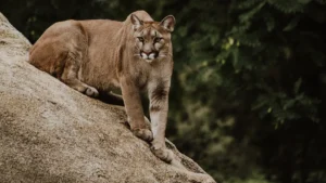 Signs A Mountain Lion Is Nearby And How To Stay Safe