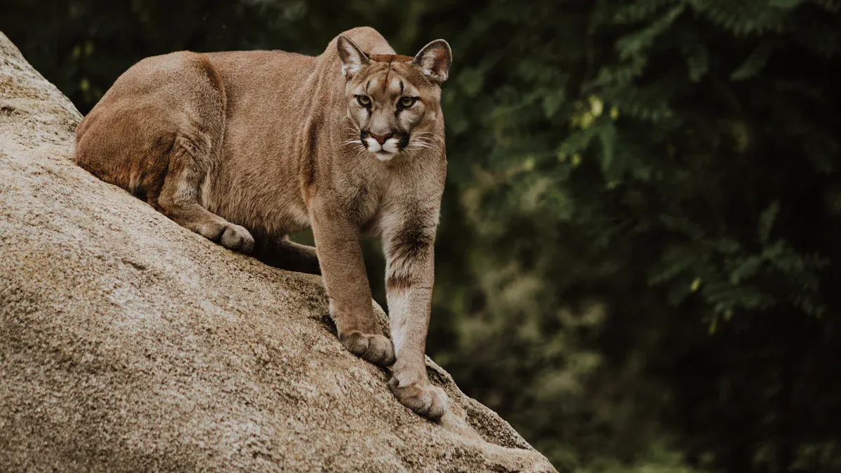 Signs A Mountain Lion Is Nearby And How To Stay Safe