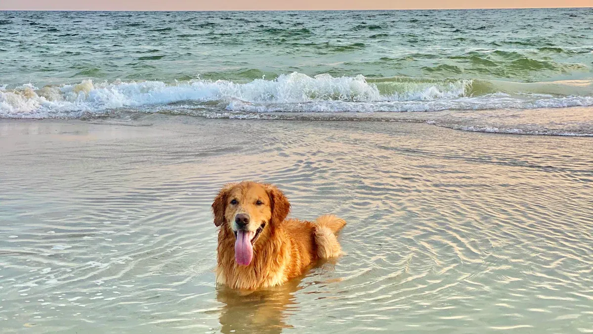 Is Topsail Beach Dog Friendly?
