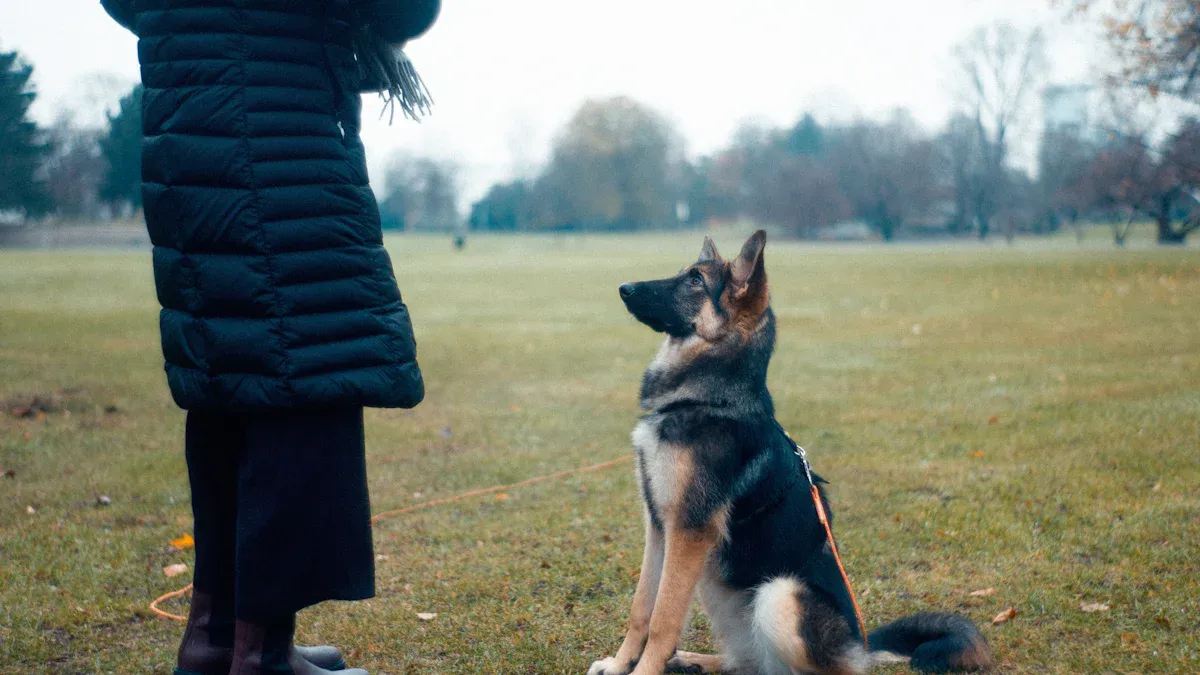 Muzzle Training for Dogs