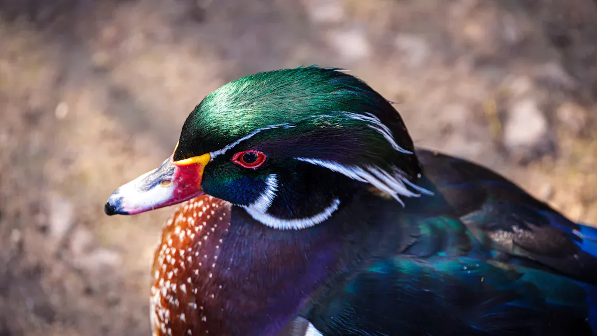 The Wood Duck: North America'
style=