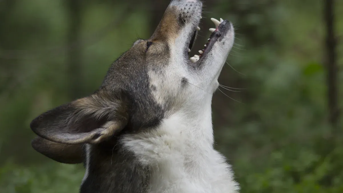 Siberian Husky’s Vocalizations