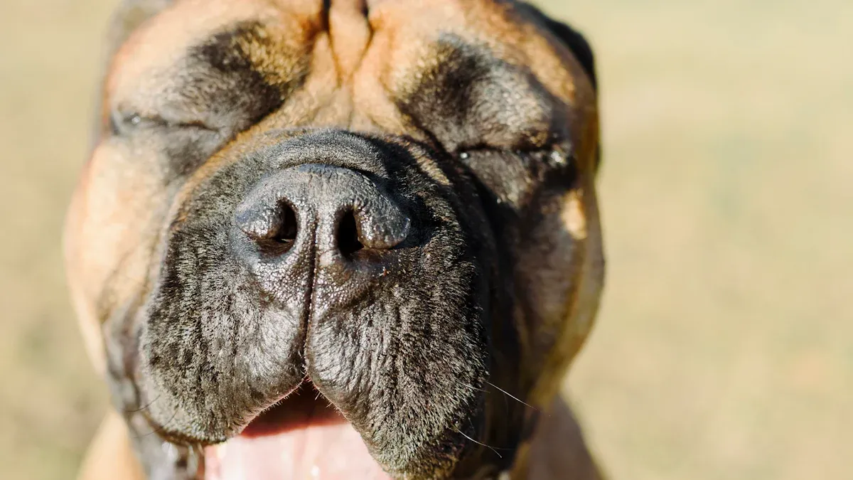 Mastiff Size Overview