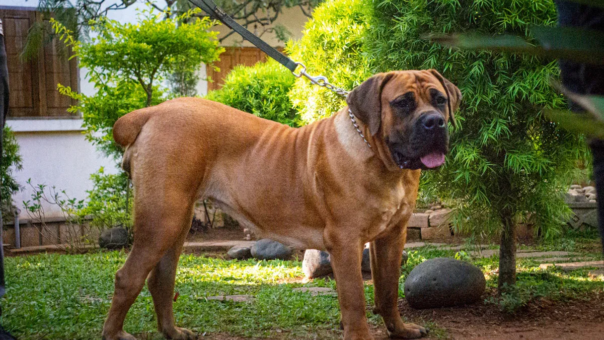 The Largest Dog Breed: English Mastiff