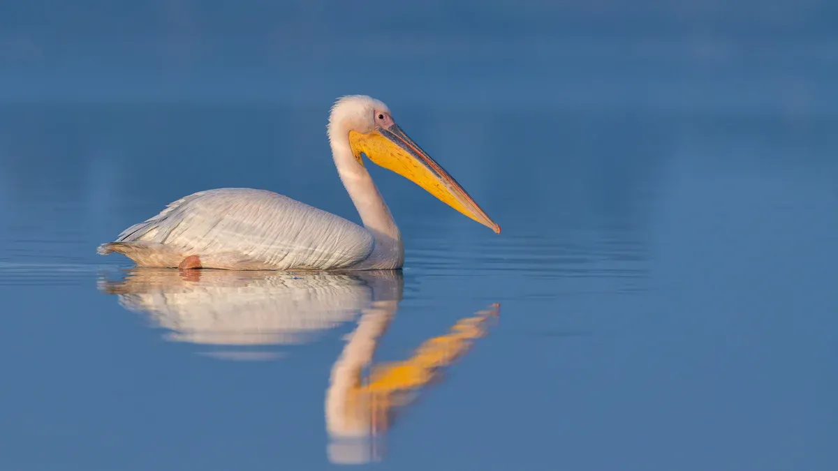 Habitat of the Great White Pelican