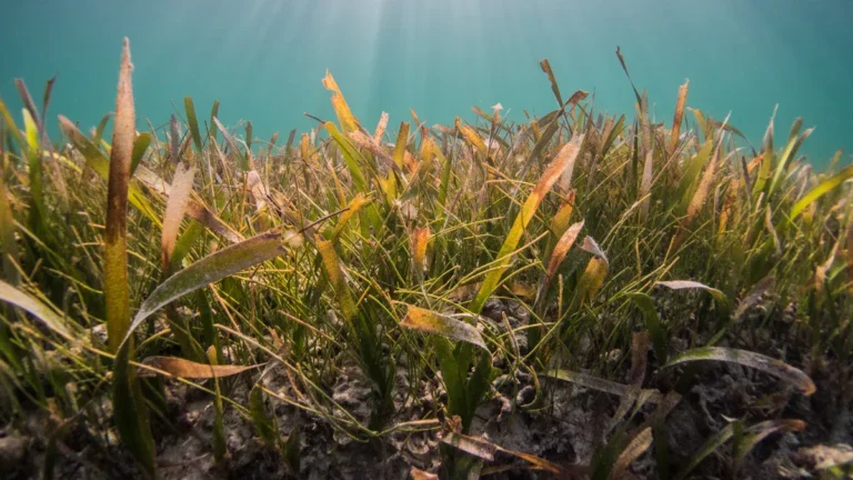 Is Seagrass Safe for Rabbits?