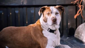 20 All-American Dog Breeds Born and Bred in the USA