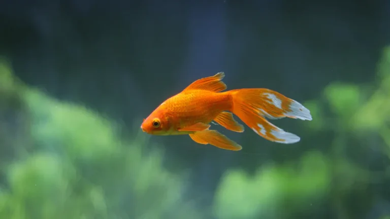 Black Jack Dempsey Cichlid: Care Guide, Tank Setup, and Aggressive Temperament