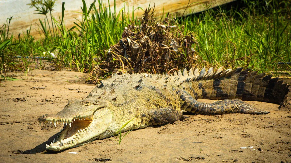 Characteristics of the Mugger Crocodile