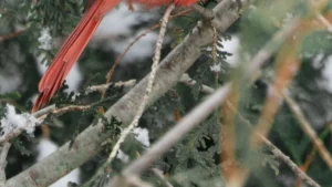 Red Birds In Pennsylvania: Identification Guide to Scarlet and Crimson Species