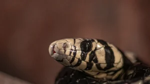 Black Snakes in North America: Identification Guide and Understanding Harmless Species