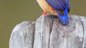 Australia Birds: A Comprehensive Guide to the Unique Avian Fauna of the Continent