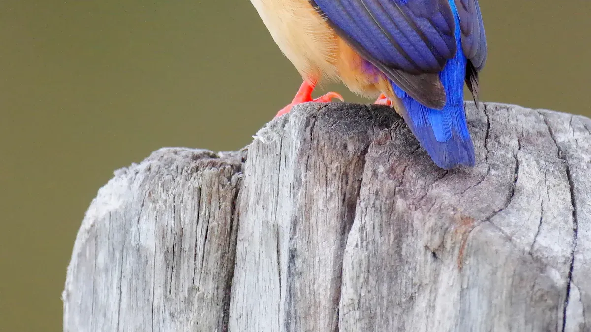 Australia Birds: A Comprehensive Guide to the Unique Avian Fauna of the Continent