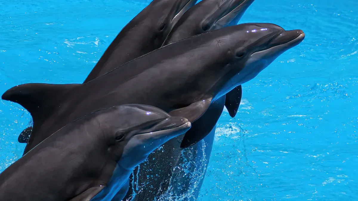 Social Behavior of the Atlantic Spotted Dolphin