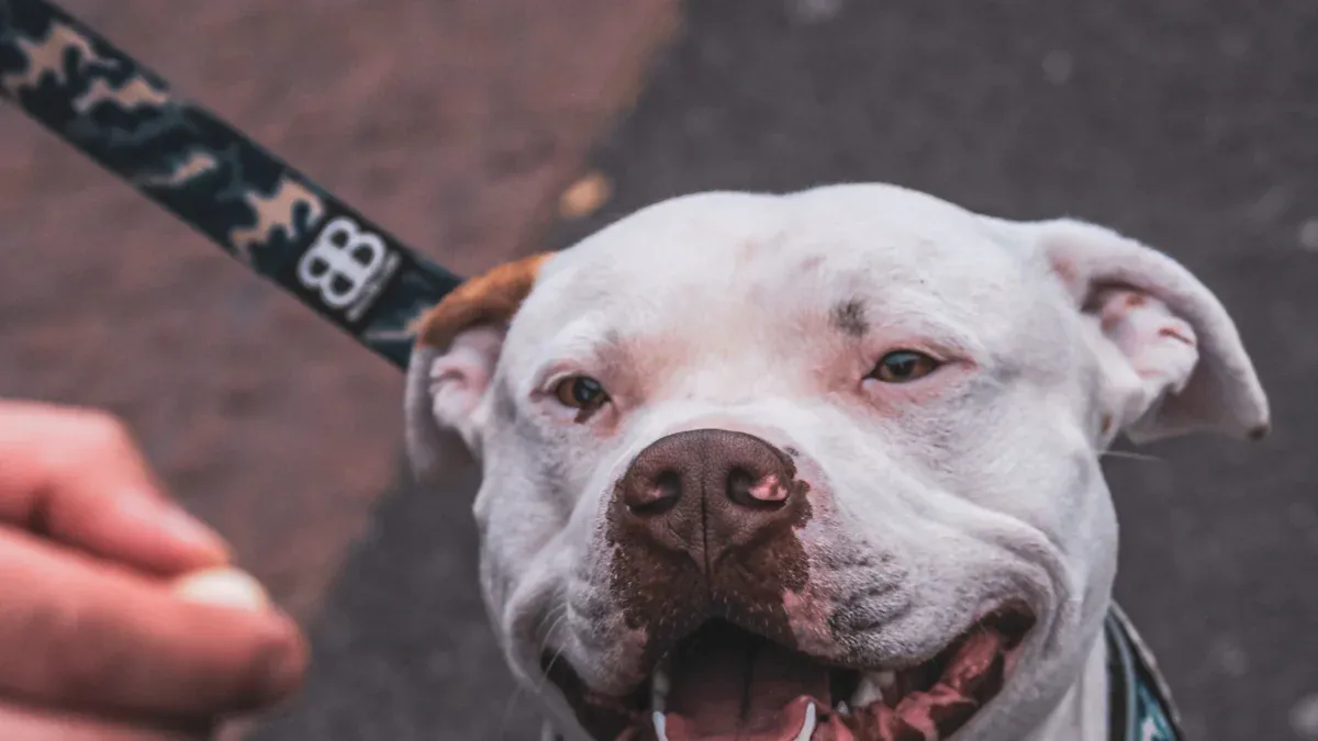 Is Shock Collar Training Bad? The Debate on E-Collars, Ethics, and Force-Free Dog Training