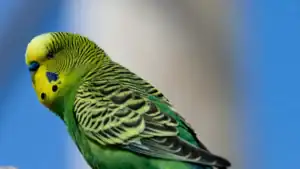 Budgie Color Chart: 15 Beautiful Budgie Mutations Explained