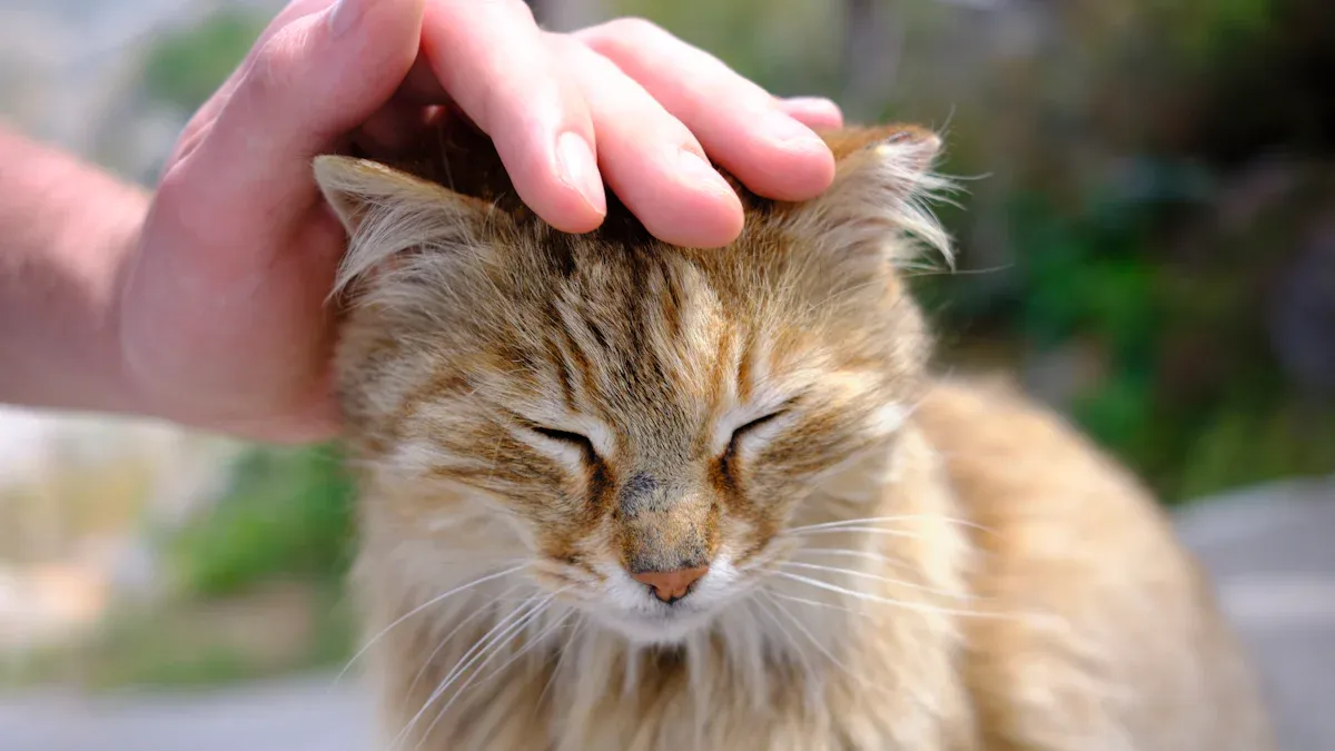 Best Places to Pet a Cat