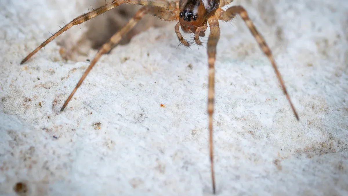 Spider Identification Chart: 12 Common House Spiders to Identify