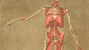 Dog Anatomy: Simple Guide to Your Canine'
lazy