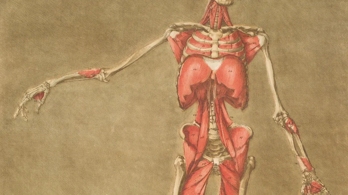 Dog Anatomy: Simple Guide to Your Canine'
style=