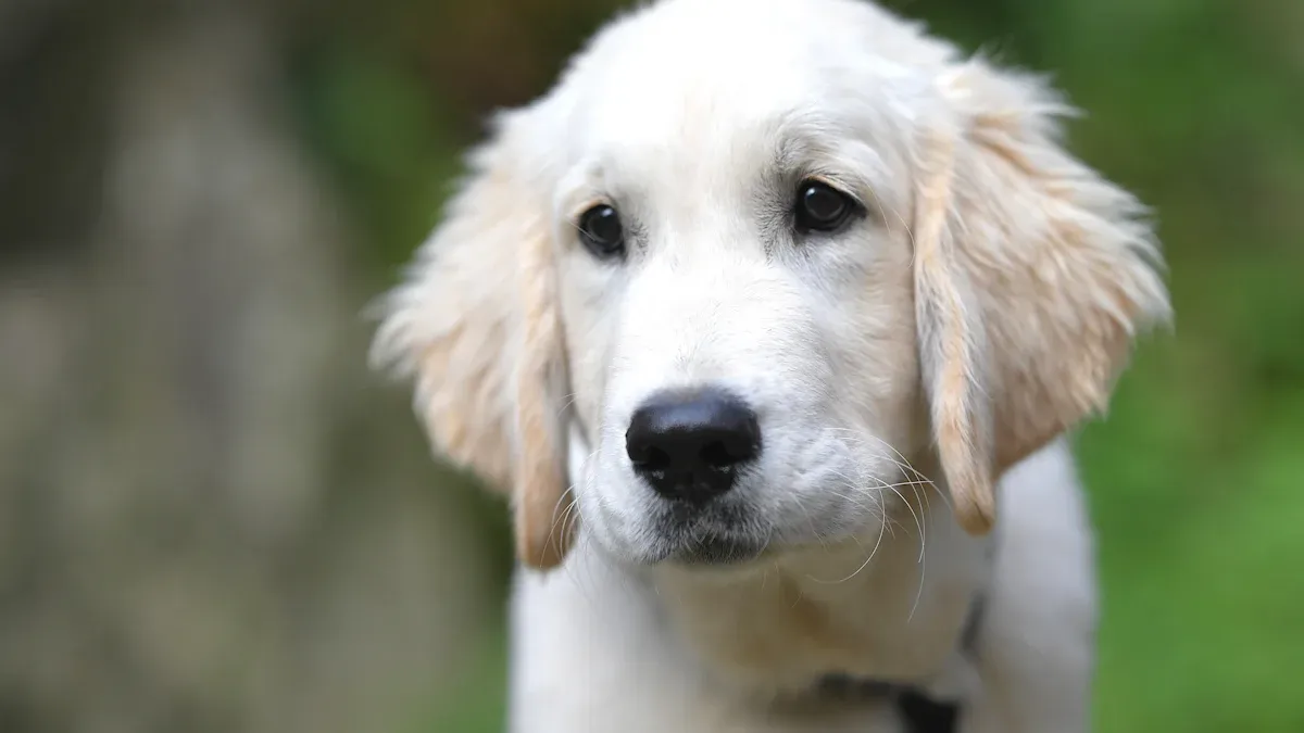 English Cream Golden Retriever: Breed, Care & Temperament