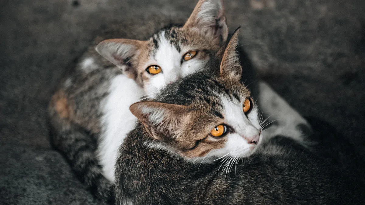 Understanding Cat Sizes: What to Expect
