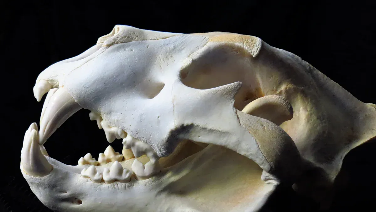 Canine Head and Sensory Organs
