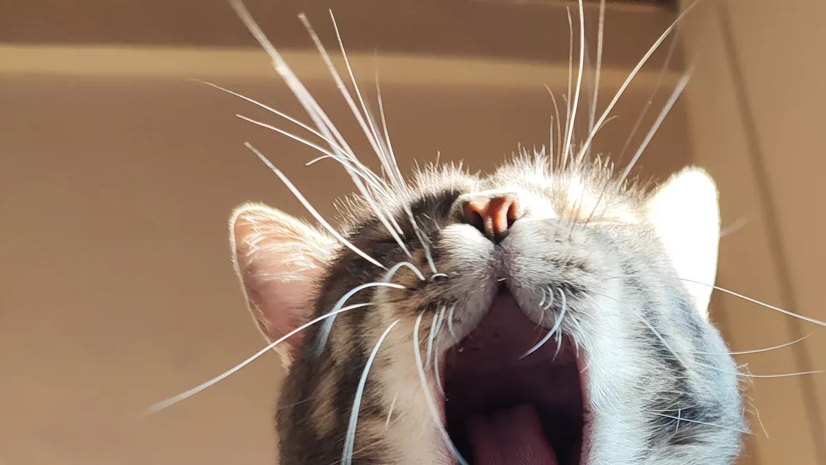 Why Proper Collar Fit Matters