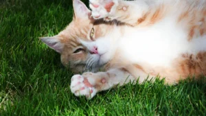 What is a Cat Emotions Chart: 15 Clear Signs Your Cat is Happy or Angry