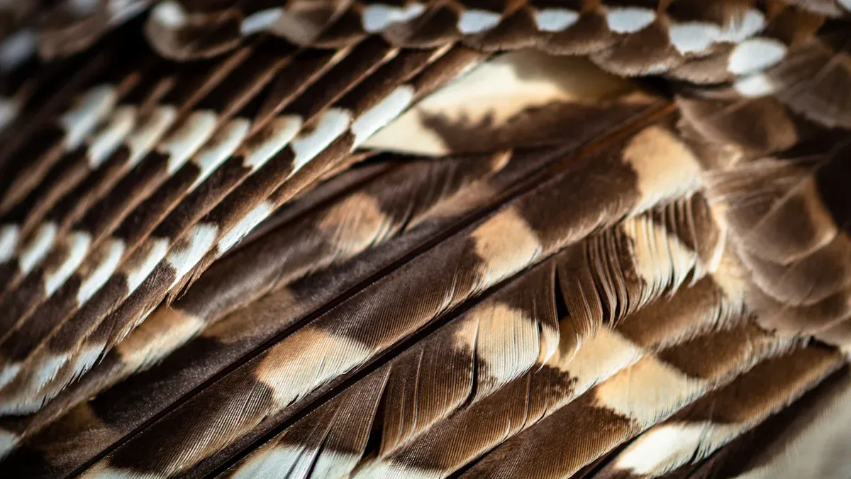 Owl Feather Anatomy: Basics