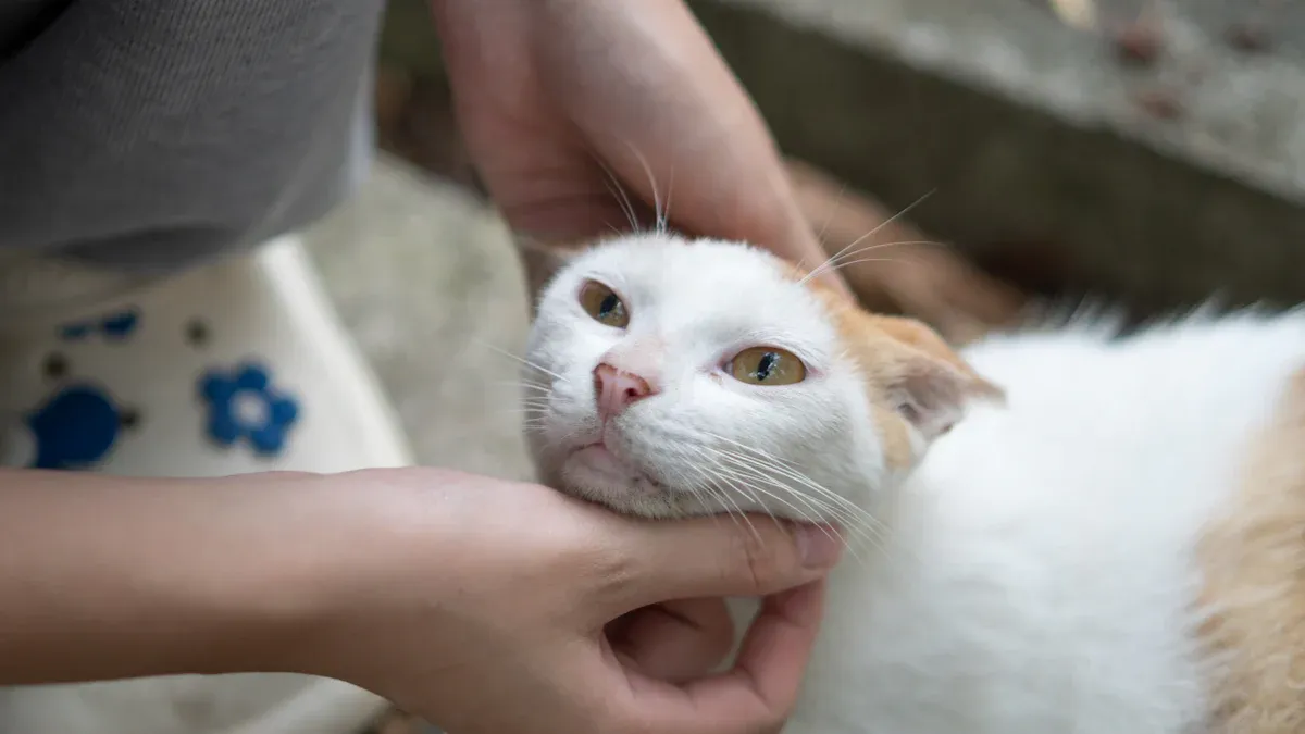 Worst Places to Pet Your Cat