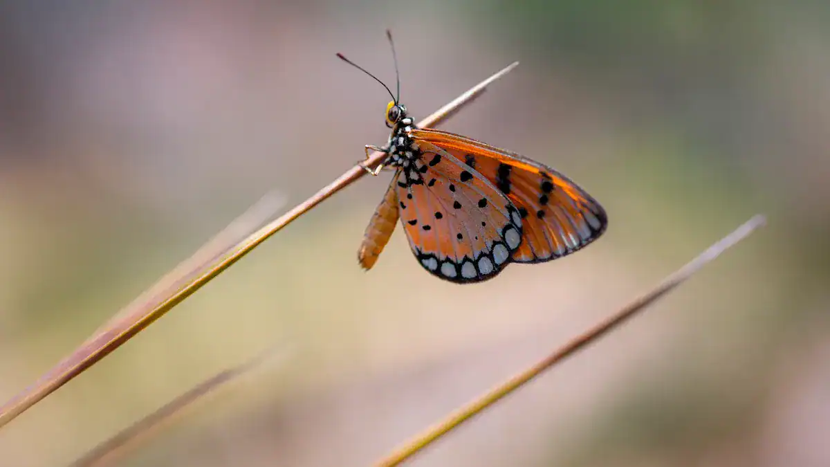 Step 7: Observe Color and Markings