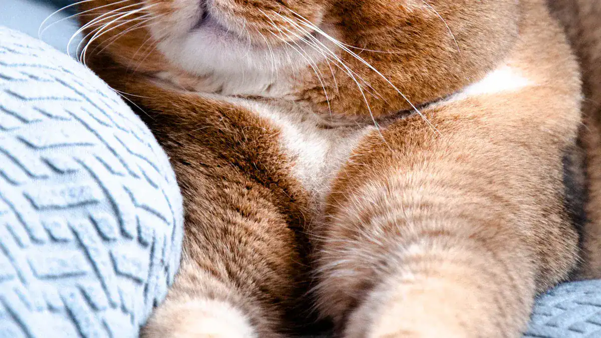 British Shorthair Pros and Cons: 15 Must-Know Traits & Facts