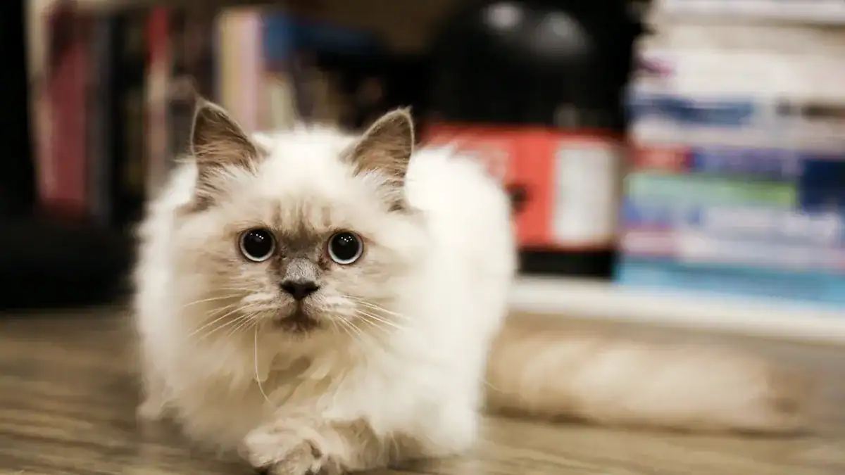 Birman Cat Pros and Cons: 14 Essential Birman Ownership Facts