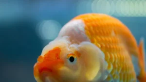 Types of Goldfish: 12 Popular Varieties & Care Tips