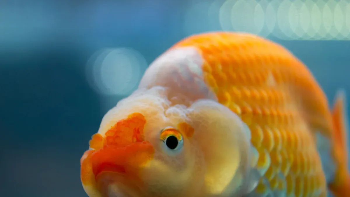Types of Goldfish: 12 Popular Varieties & Care Tips