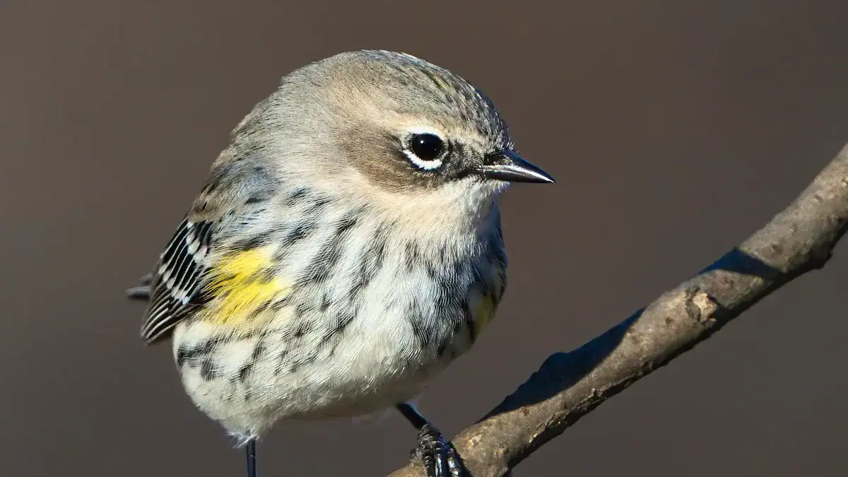 Yellow-rumped Warbler