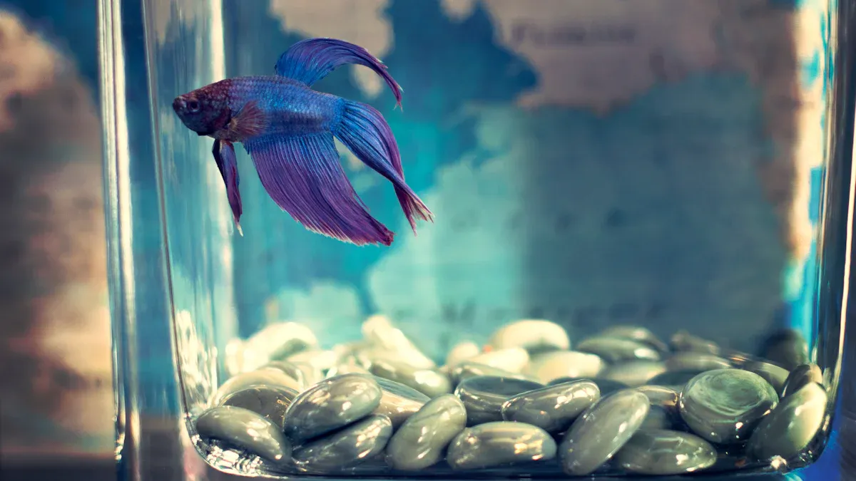 Choosing Your Betta: Beyond Aesthetics