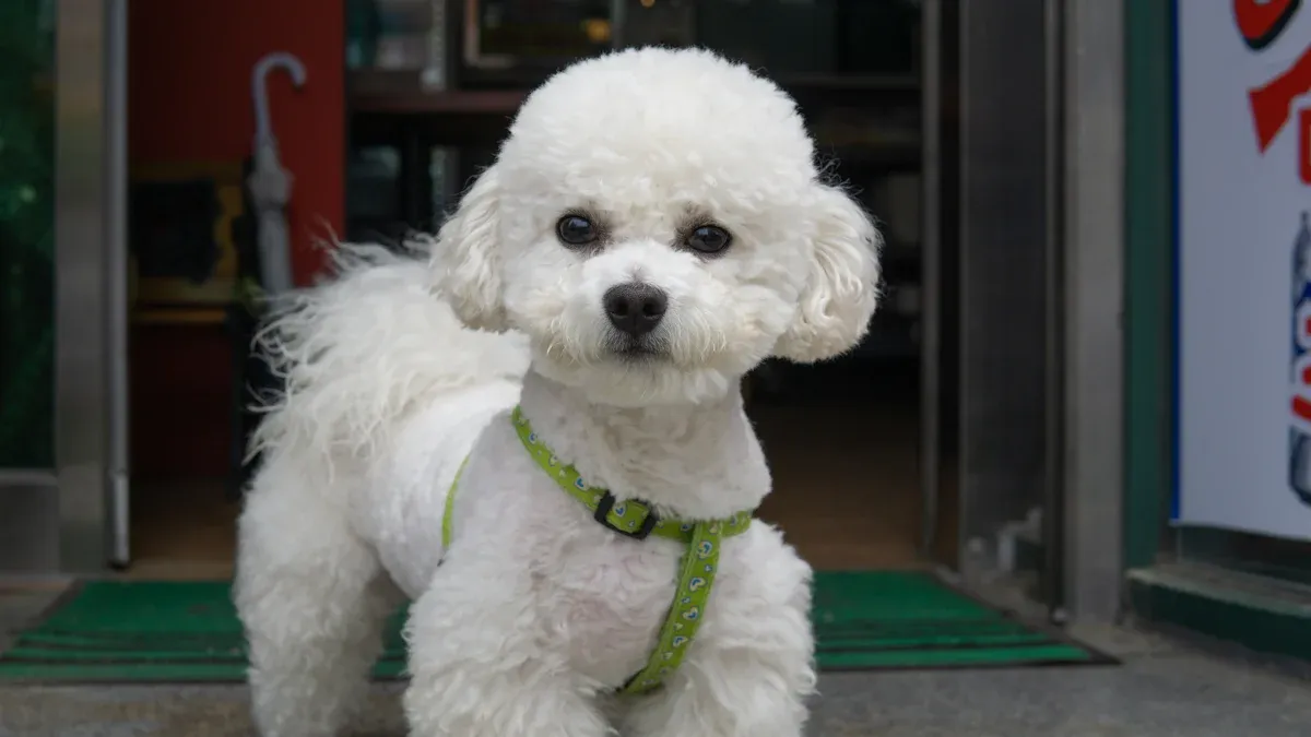 Exploring 12 Stylish Poodle Cuts