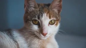 Cat Behavior Chart: 12 Key Behaviors & What They Mean