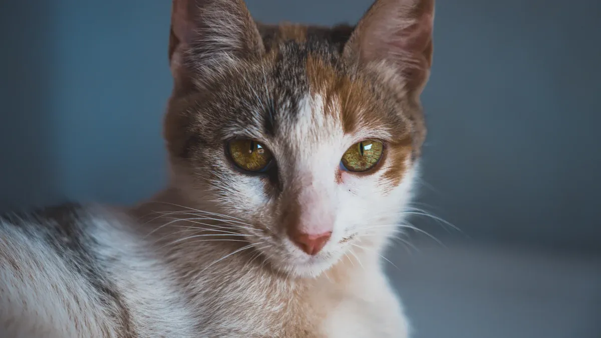 Cat Behavior Chart: 12 Key Behaviors & What They Mean