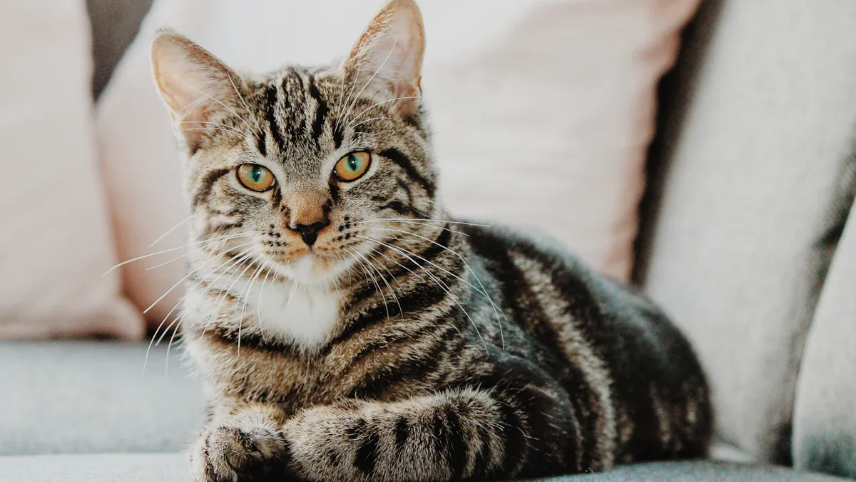 Cat Breed Size Chart: 15 Breeds Ranked from Smallest to Biggest