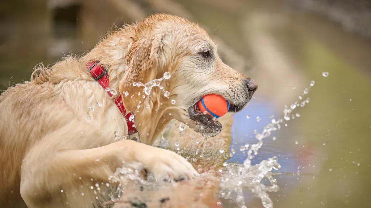 Energy and Exercise Needs