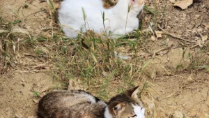 Male vs Female Cats Pros and Cons: 15 Big Differences to Consider