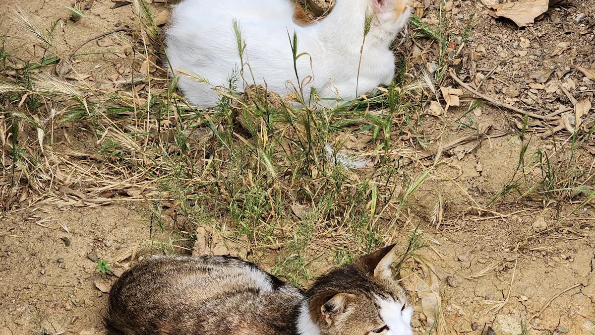 Male vs Female Cats Pros and Cons: 15 Big Differences to Consider