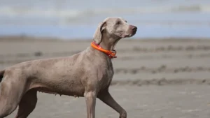 Weimaraner: Complete Breed Guide & Care Essentials