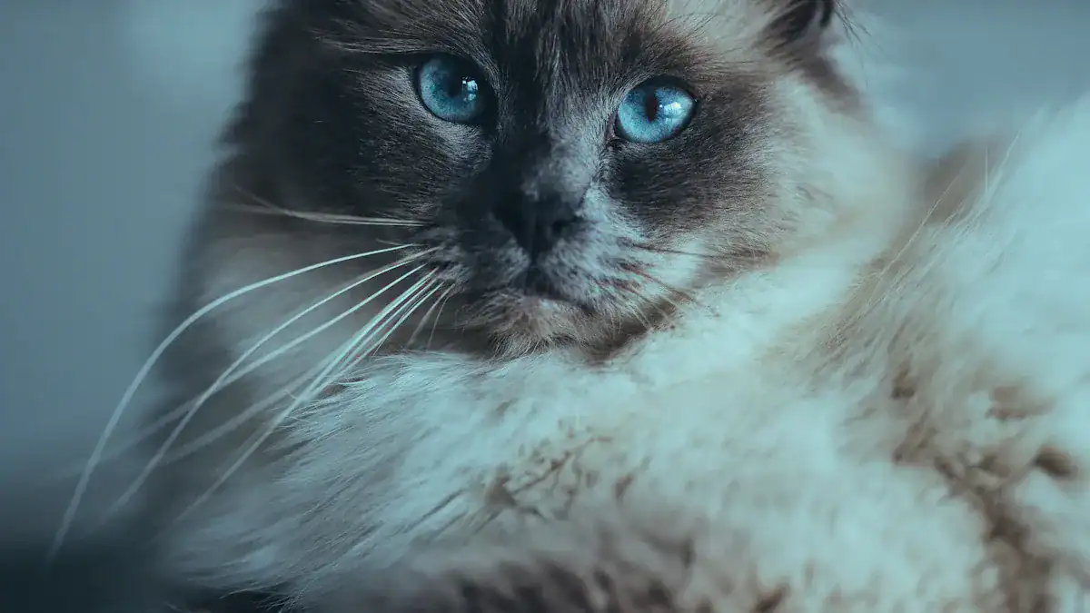 Birman Cat Overview